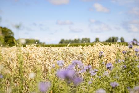 Graanveld met bloemenrand CZAV.jpg