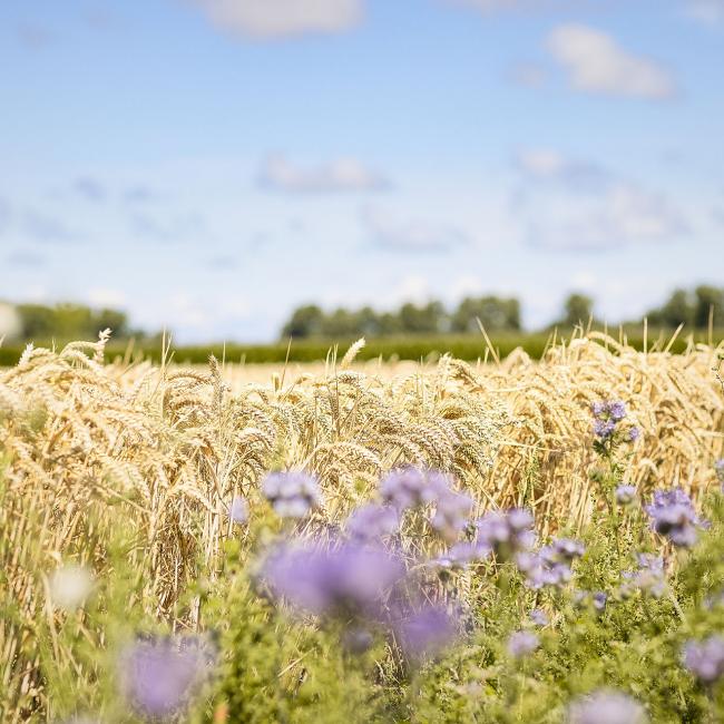 Bakkerij Heerschap bakt als eerste in de regio met 100% Nederlands graan!