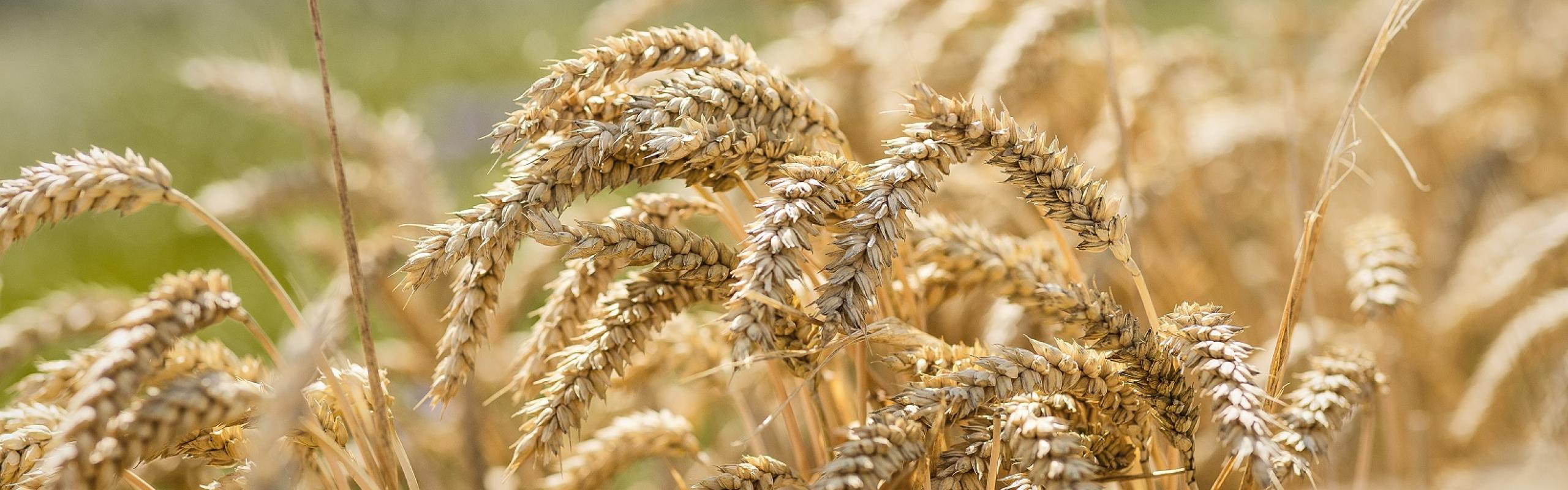 Rijpe Oogst - FramPlus.jpg