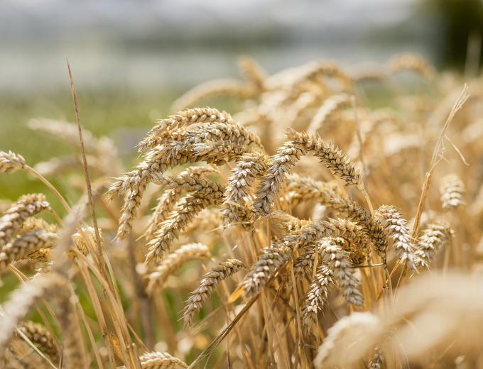 Bakkerij Heerschap bakt als eerste in de regio met 100% Nederlands graan!